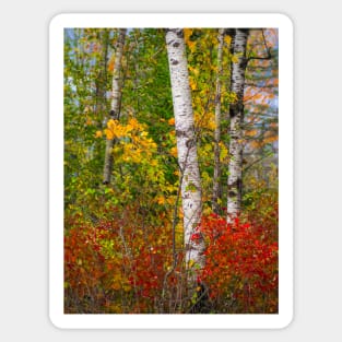 Fall colors Sticker